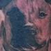 Tattoos - Black and Gray Pitbull Portrait Tattoo - 53817